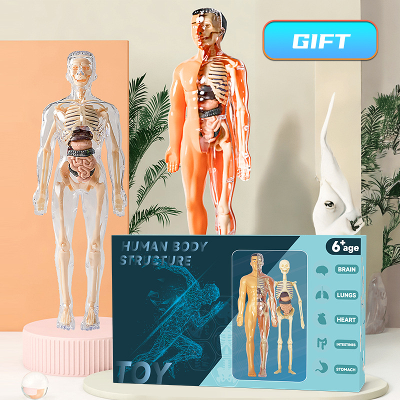 Model Kit Fantasy - 3D insan Torso modeli çocuk anatomik