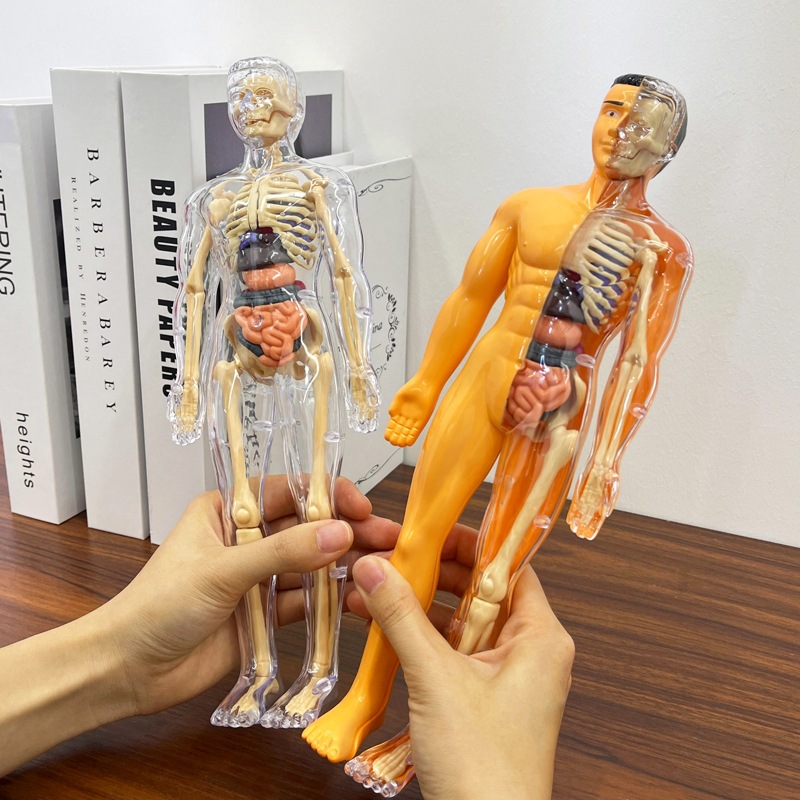 3D insan Torso modeli çocuk an - Model Kit Fantasy incelemesi ve fiyatı