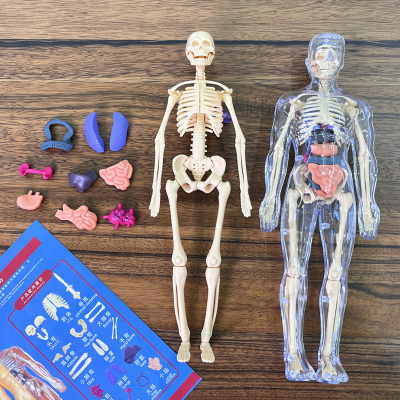 3D insan Torso modeli çocuk an - Model Kit Fantasy incelemesi ve fiyatı
